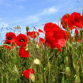LastFM profile picture for @poppies