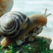 LastFM profile picture for @snail