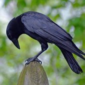 Raven