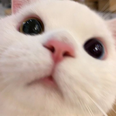 nyorf 的头像