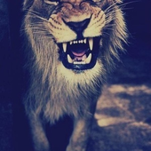 Avatar for RedAngryLion