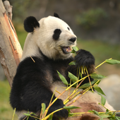 brandonhalo1 的头像