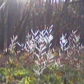 the glade within the grove