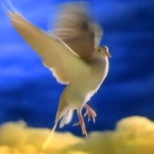 🕊
