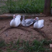 The Albatrosses