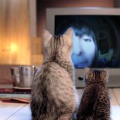 like a cats