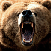 Sonybear 的头像