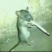 Greasy_G 的头像