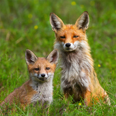 Foxes_1 的头像