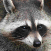 RaccoonGoon için avatar