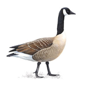 Awatar dla Goose_Fat