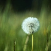 Avatar für dandeliondream