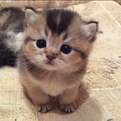 Freestyle [Explicit]