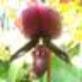 okukbill 的头像