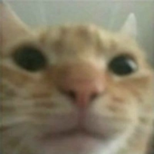 Avatar for twoheadedshark_