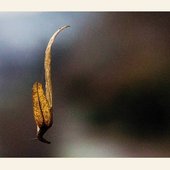 A Quiet Life