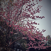 Rithi_needshelp 的头像