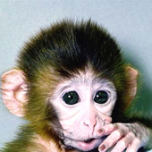Avatar for small_monkey