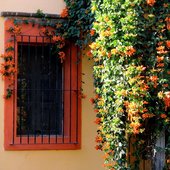 La dicha de tener una llamarada (pyrostegia venusta) en el marco de tu ventana se da…