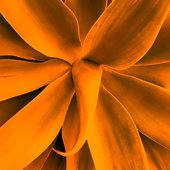 Plant_orange.jpg