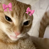 glortwonkus 的头像