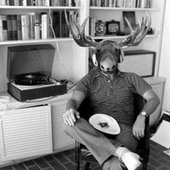 Moosefly