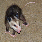 Avatar for opossuwu