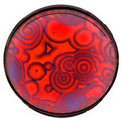 NileRed Shorts' Profile Image.