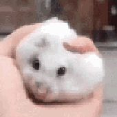remeeek 的头像