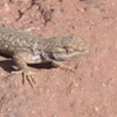 Avatar di Lizard_of_cross