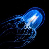 jellyfish