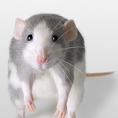 rat.png