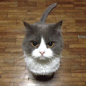 Avatar for hongewuyan