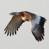 A great bustard, flying...