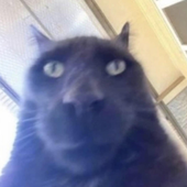 Avatar for TheDeadMeme27