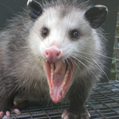 Avatar de Square_Opossums