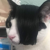 gato_emo23 的头像