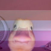 Avatar de aviarator