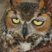 Owlofthe 的头像