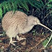 Birds of New Zealand