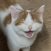 Fabim11 的头像