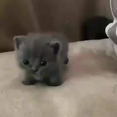 Azureuuhh 的头像