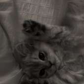 catching_ 的头像