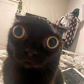 bogdanov_ 的头像