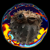 Avatar for reqrush
