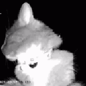 a_f3ce12af9dc8ede4c3f6cb2b4791a4ac.gif