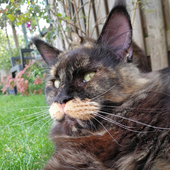 Avatar for hovacat