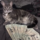 big nick awesome cat money spread #swag.jpg