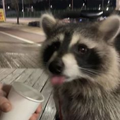 Avatar for raccoonjk