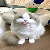sillycat005 的头像